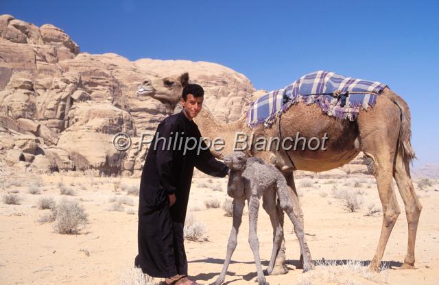 jordanie 04.JPG - Jeune Bédouin et ses dromadairesDésert du Wadi Rum, Jordanie